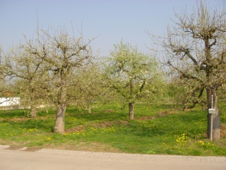 Grundstück_Frühjahr 09